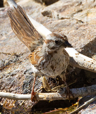 Song Sparrow Melospiza melodia fallax