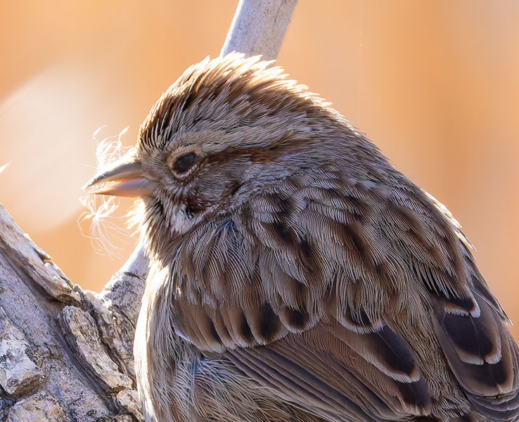 Song Sparrow Melospiza melodia fallax