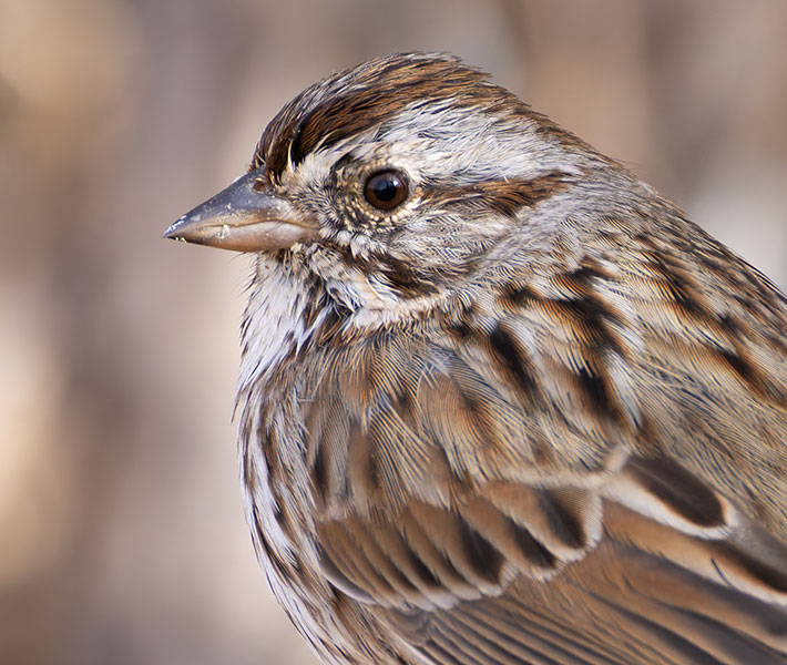 Song Sparrow Melospiza melodia montana