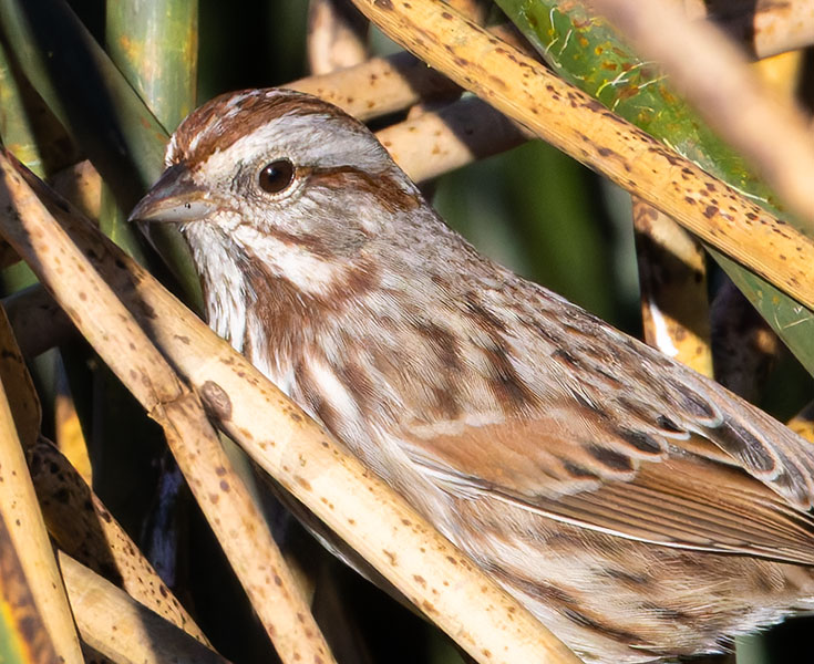 Song Sparrow Melospiza melodia fallax
