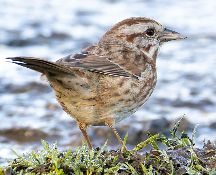 Song Sparrow Melospiza melodia fallax