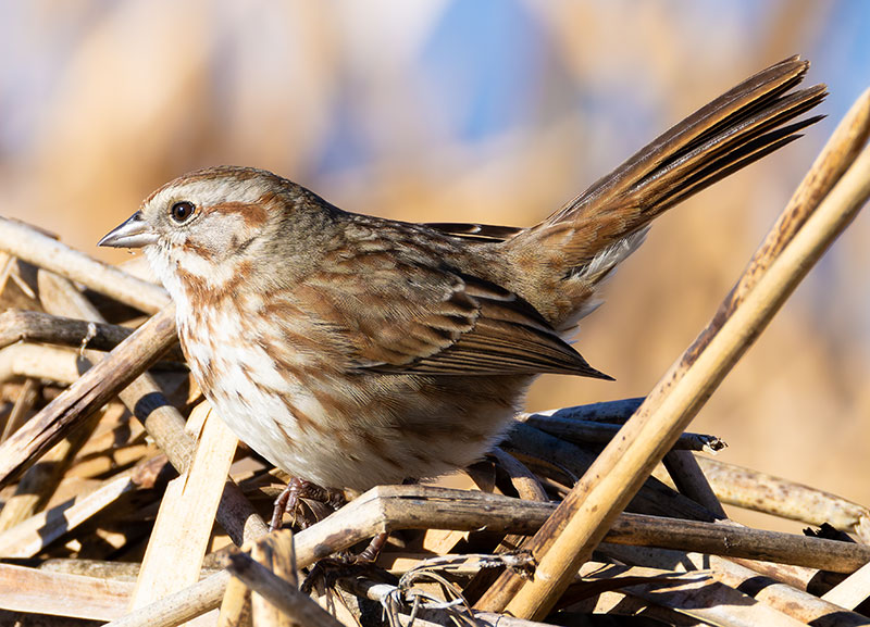 Song Sparrow Melospiza melodia fallax