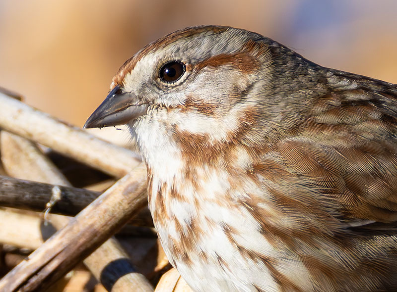 Song Sparrow Melospiza melodia fallax