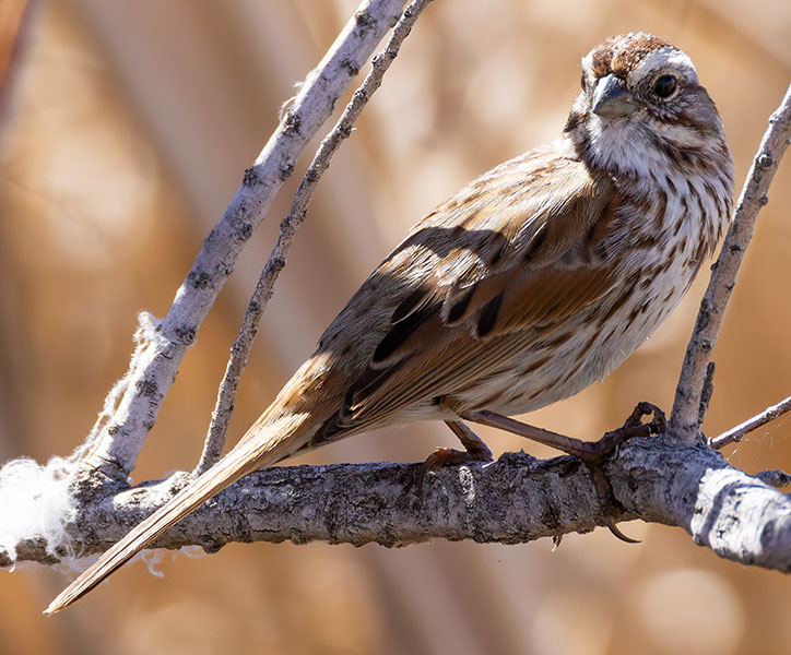 Song Sparrow Melospiza melodia fallax