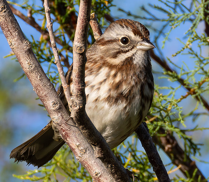 Song Sparrow Melospiza melodia fallax