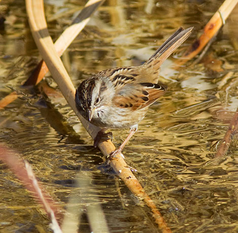 Swamp Sparrow Melospiza georgiana 