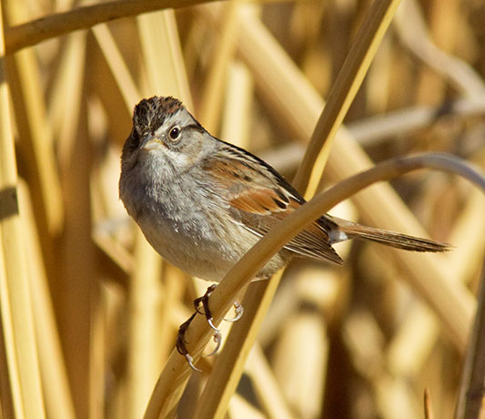 Swamp Sparrow Melospiza georgiana 