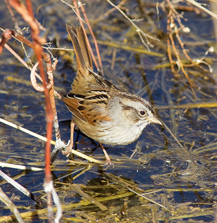 Swamp Sparrow Melospiza georgiana 
