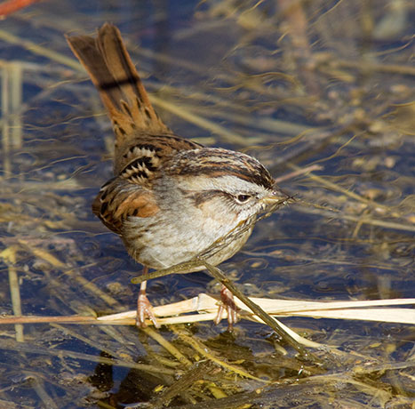 Swamp Sparrow Melospiza georgiana 