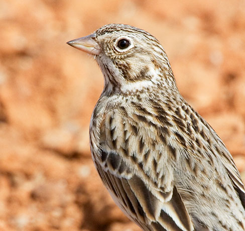 Vesper Sparrow Pooecetes gramineus