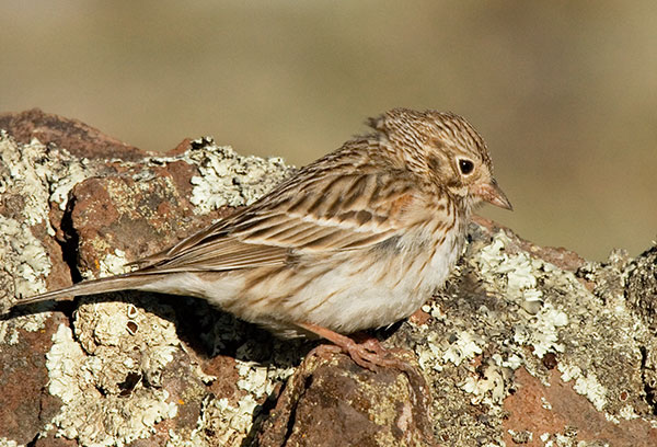 Vesper Sparrow Pooecetes gramineus