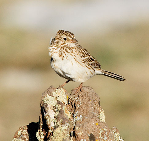 Vesper Sparrow Pooecetes gramineus