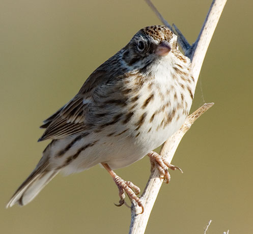 Vesper Sparrow Pooecetes gramineus