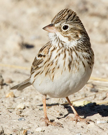 Vesper Sparrow Pooecetes gramineus