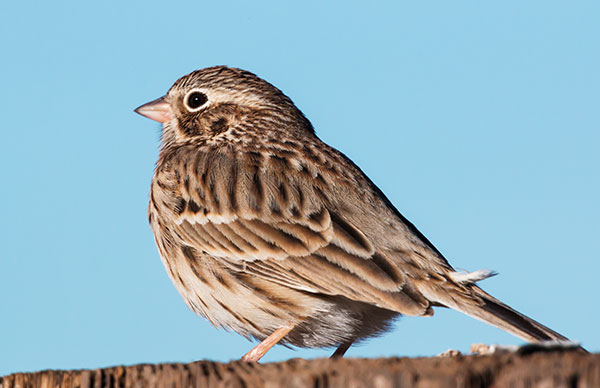 Vesper Sparrow Pooecetes gramineus