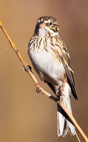 Vesper Sparrow Pooecetes gramineus