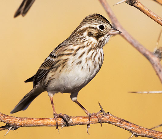 Vesper Sparrow Pooecetes gramineus