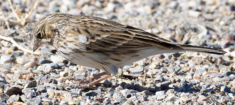 Vesper Sparrow Pooecetes gramineus