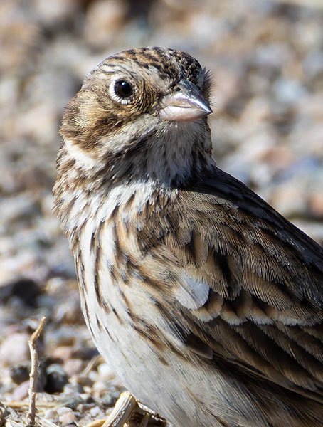 Vesper Sparrow Pooecetes gramineus