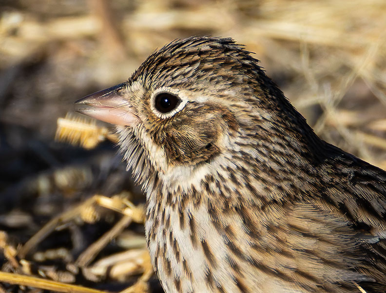 Vesper Sparrow Pooecetes gramineus