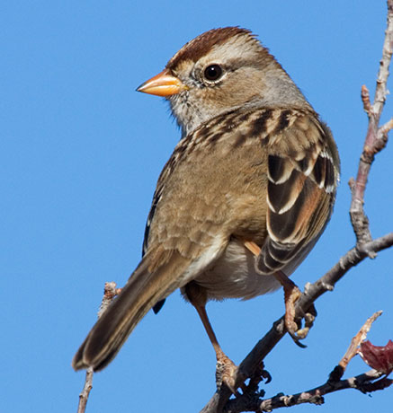 White-crowned Sparrow Zonotrichia leucophrys 