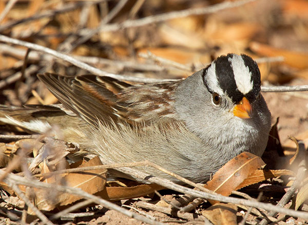 White-crowned Sparrow Zonotrichia leucophrys 