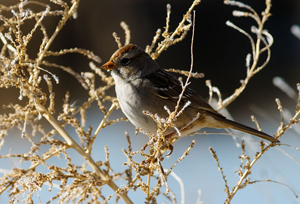 White-crowned Sparrow Zonotrichia leucophrys 