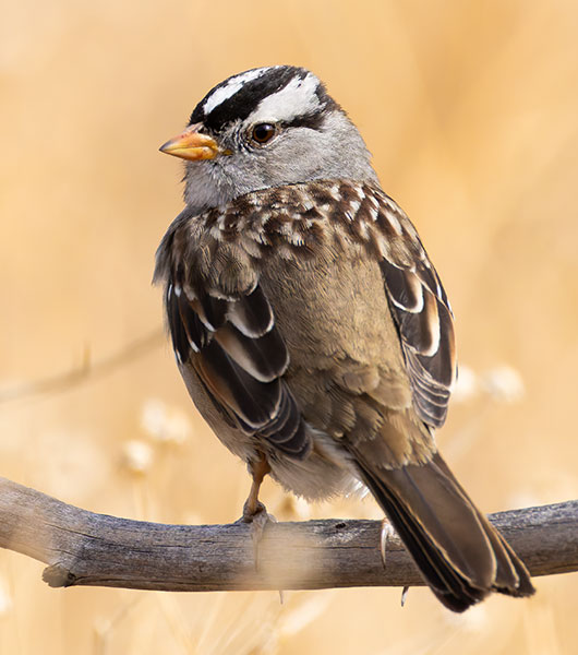 White-crowned Sparrow Zonotrichia leucophrys 