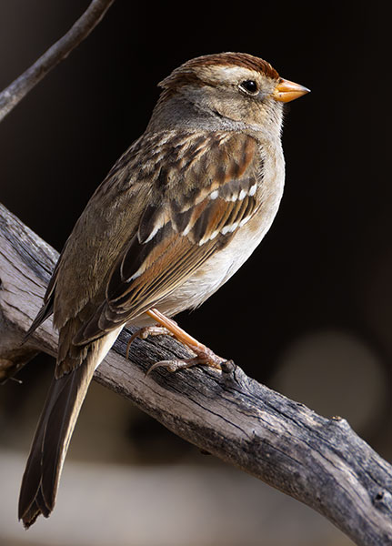 White-crowned Sparrow Zonotrichia leucophrys 