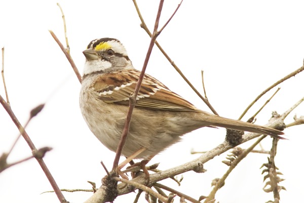 White-striped White-throated Sparrow  (White-striped morph)