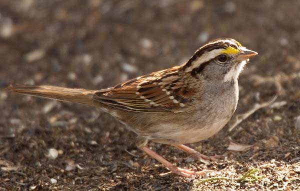 White-striped White-throated Sparrow  (White-striped morph)