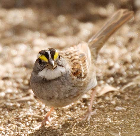 White-striped White-throated Sparrow  (White-striped morph)