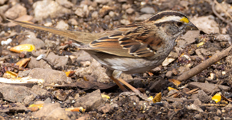 White-striped White-throated Sparrow  (White-striped morph)