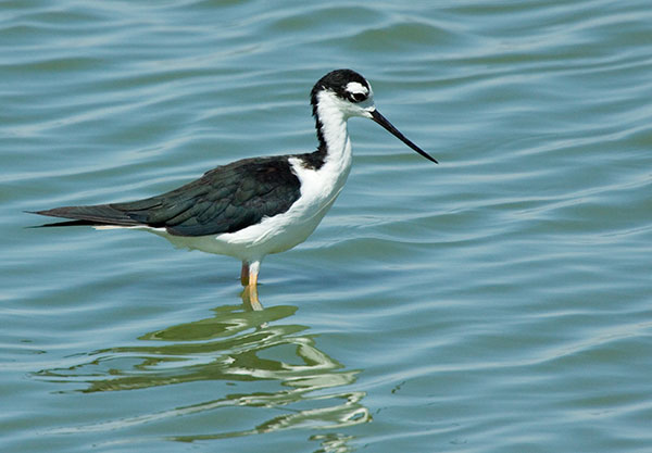 Black-necked Stilt Himantopus mexicanus 