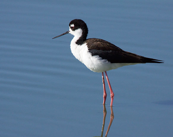 Black-necked Stilt Himantopus mexicanus 