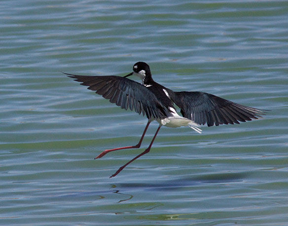 Black-necked Stilt Himantopus mexicanus 