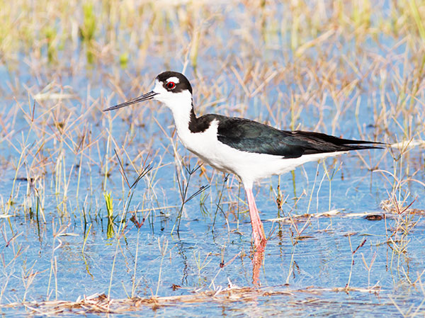 Black-necked Stilt Himantopus mexicanus 