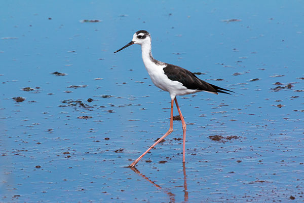 Black-necked Stilt Himantopus mexicanus 