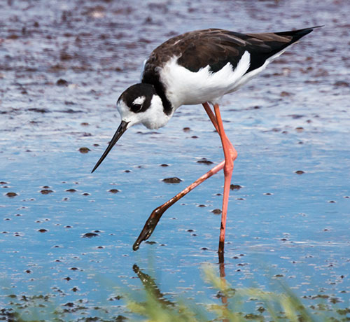 Black-necked Stilt Himantopus mexicanus 