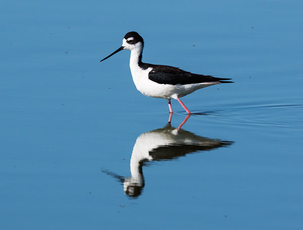 Black-necked Stilt Himantopus mexicanus 