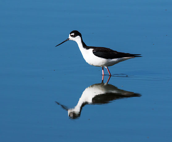 Black-necked Stilt Himantopus mexicanus 