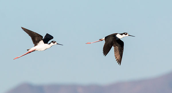 Black-necked Stilt Himantopus mexicanus 