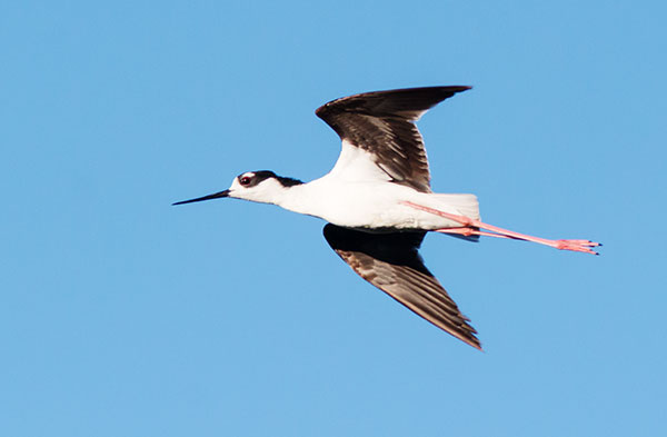 Black-necked Stilt Himantopus mexicanus 