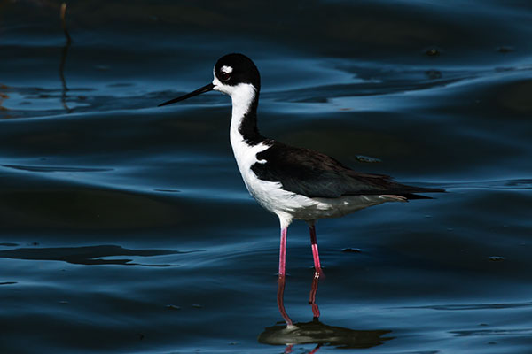Black-necked Stilt Himantopus mexicanus 