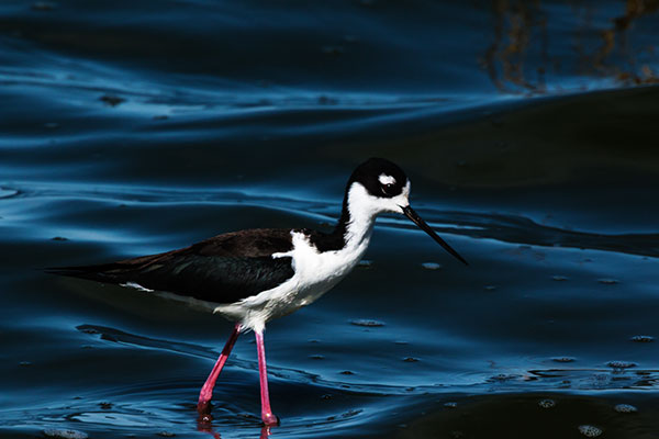Black-necked Stilt Himantopus mexicanus 