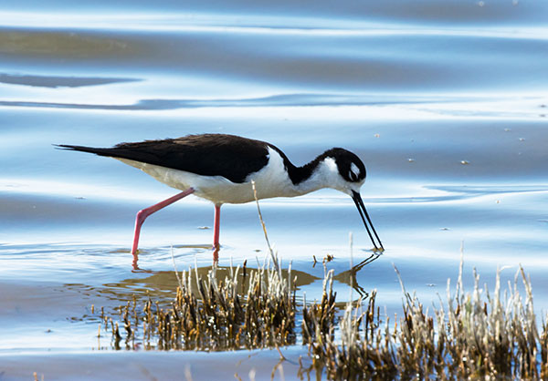 Black-necked Stilt Himantopus mexicanus 