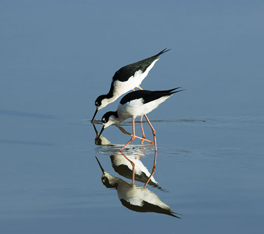 Black-necked Stilt Himantopus mexicanus 
