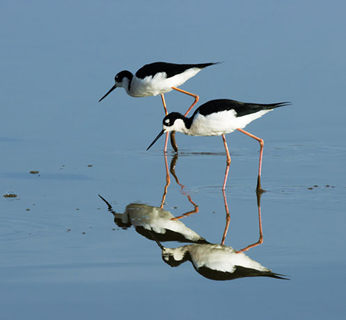 Black-necked Stilt Himantopus mexicanus 