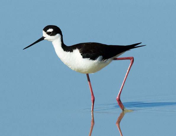 Black-necked Stilt Himantopus mexicanus 