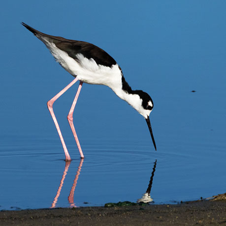 Black-necked Stilt Himantopus mexicanus 